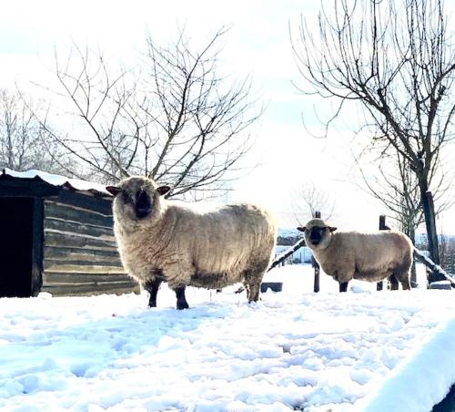 Dyr i feriehuset eller i nærheden