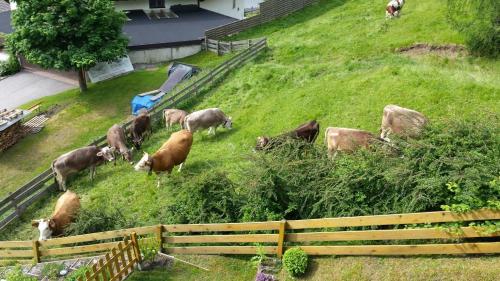een kudde koeien die grazen op een grasheuvel bij Haus Wohleb in Fulpmes