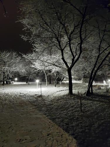 a snow covered park at night with trees and lights at Węgiełek Treehouse in Kazimierz Dolny