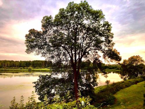 a large tree in front of a lake at Casa WaMü Nature Reserve direkt am Altrhein in Xanten