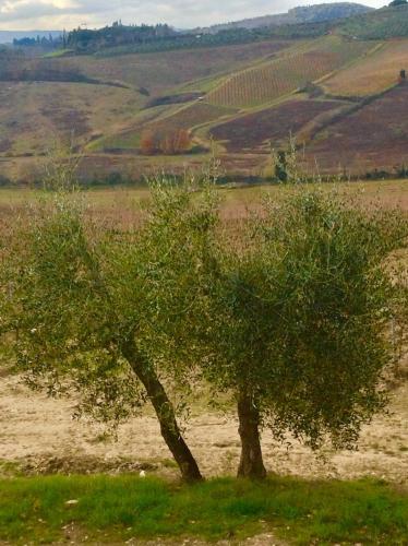 a tree in the middle of a field at Laura Chianti Vacanze in Poggibonsi