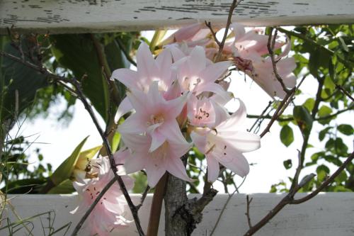 a bunch of pink flowers on a tree at Jumping Frog Motel in Angels Camp