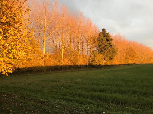 a field with trees in the background at La Suite Cosy - Votre Pause Arborée in La Bruyère