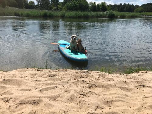 a dog sitting on a paddle board in the water at Ungru Holiday Houses in Suuresadama