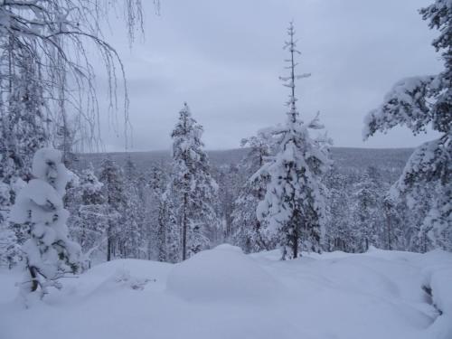 a snow covered forest with snow covered trees at Villa Armas 47 in Äkäslompolo