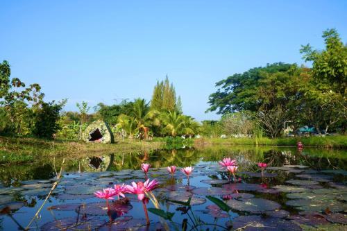 a group of pink flowers in a pond at โรงแรมคอมม่อนเวลธ์ Commonwealth Hotel&Resort in Suan Phung