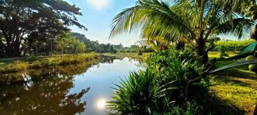 a river with a palm tree on the side of it at โรงแรมคอมม่อนเวลธ์ Commonwealth Hotel&Resort in Suan Phung