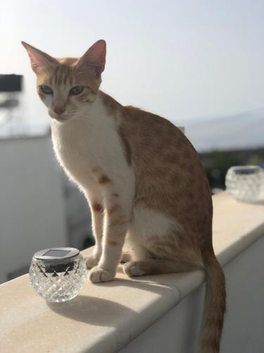 Κατοικίδιο ή κατοικίδια επισκεπτών που μένουν στο Helios Stays - Sisi Private Studio