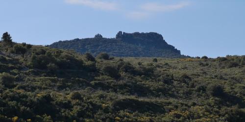 a hillside covered in trees and bushes at Chambres d'Hôtes Le Mimosa in Saint-Saturnin-de-Lucian