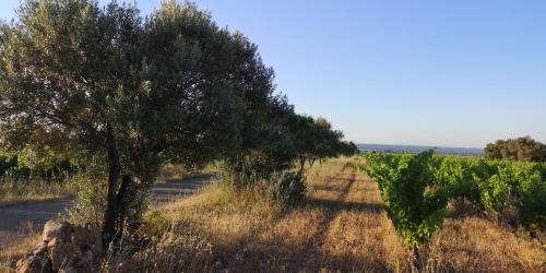 a tree on the side of a road next to a field at Chambres d'Hôtes Le Mimosa in Saint-Saturnin-de-Lucian