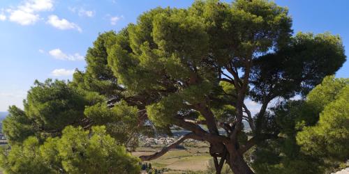 a large green tree on top of a hill at Chambres d'Hôtes Le Mimosa in Saint-Saturnin-de-Lucian