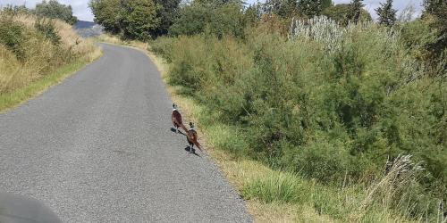two animals walking down a road at Chambres d'Hôtes Le Mimosa in Saint-Saturnin-de-Lucian