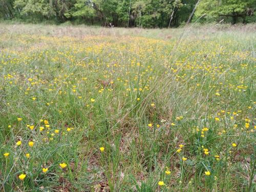 a field full of yellow flowers in a field at Les granges de l abbaye in Ginals