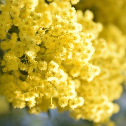 a close up of a bunch of yellow flowers at Le Mimose B&B in Vinci
