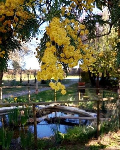 a tree with yellow leaves and a pond in a park at Le Mimose B&B in Vinci