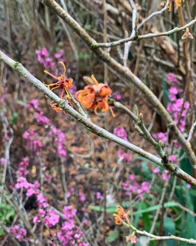 a tree branch with pink flowers in the background at Agro na Wapniarni in Białla