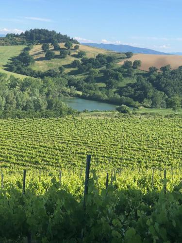 a vineyard with a lake in the middle of a field at Podere Caldaruccio La Pineta in Bosco