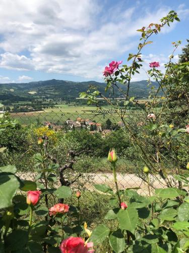 a view of a field with flowers in the foreground at Podere Caldaruccio La Pineta in Bosco