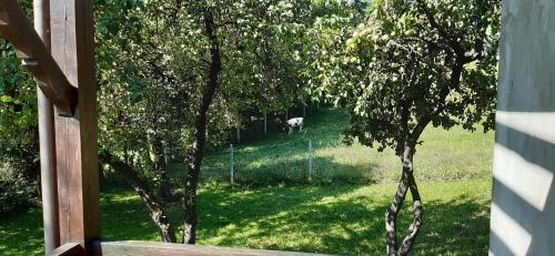 Κήπος έξω από το Agroturystyka Nad Czarnym