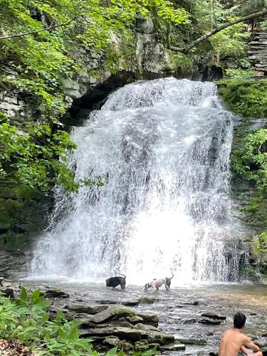 two animals standing in the water near a waterfall at Rv adventure Roscoe Pet friendly in Roscoe