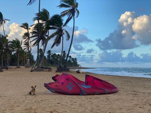 a dog sitting next to a large kite on the beach at Puntacana Ecolodge Lavacama Beach Costa Arrecife in Punta Cana