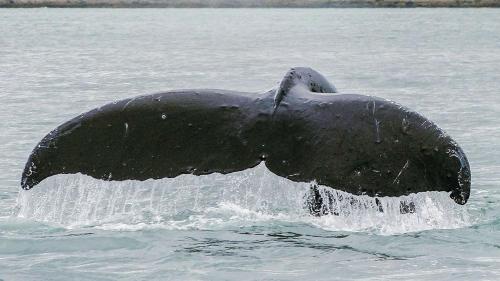 a dolphin in the water with its wings out at Captain's Quarters - Reduced Price Tours! in Mendenhaven