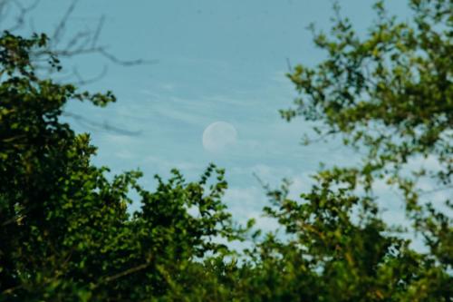 a close up of trees with the moon in the sky at Yala Wild House in Yala