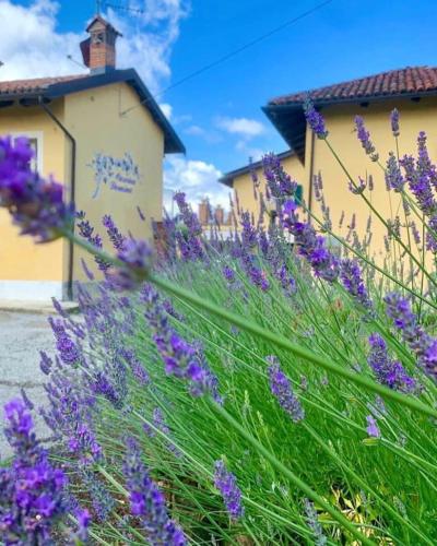 a field of purple flowers in front of a building at CASCINA DOMINA in Gassino Torinese