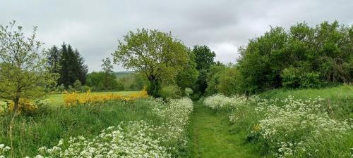 a field filled with white flowers and trees at Gîte du Cheval Blanc à Houmont in Sainte-Ode