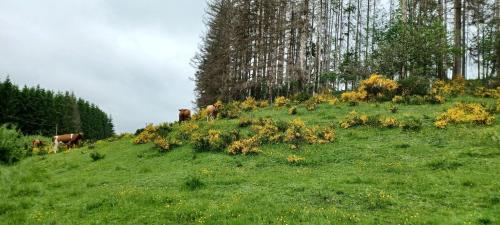 a group of cows on a grassy hill with trees at Gîte du Cheval Blanc à Houmont in Sainte-Ode