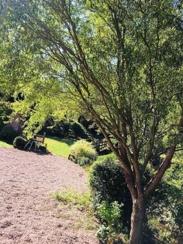 a tree in the middle of a park with a bench at Le moulin de l Epine in Taintrux