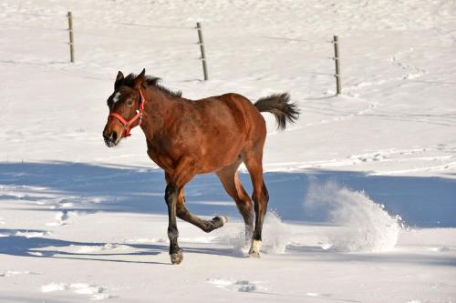 a brown horse running in the snow at Penzion Tuček Adršpach in Adršpach