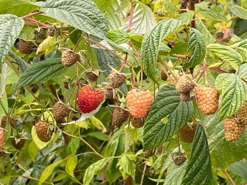 a bunch of raspberries on a tree with leaves at A l'Aube des Volcans in Charbonnières-les-Vieilles