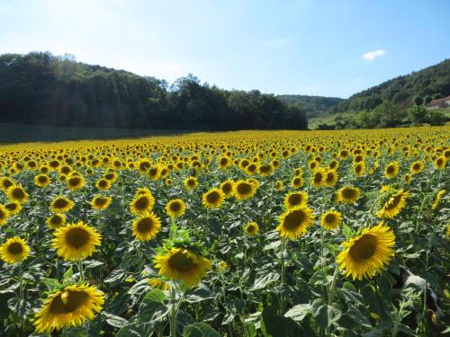 MansesにあるDomaine Le Cazalのギャラリーの写真