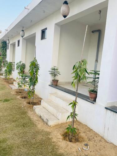 a row of plants on the side of a building at Hotel Kota kunj Heritage in Pushkar