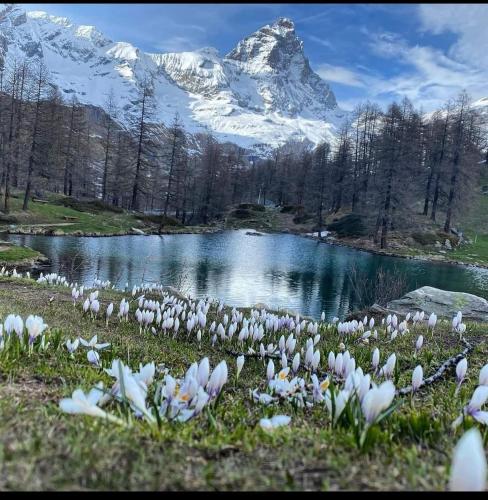 a bunch of white flowers in front of a lake at NUS-SCI-CASTELLO-ASTRONOMIA-CASINO' in Nus