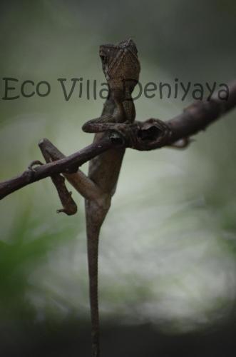 a frog sitting on a tree branch at Eco Villa - Sinharaja in Deniyaya