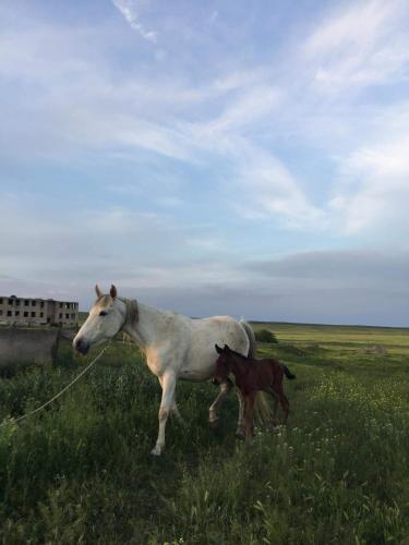 a horse and a baby horse standing in a field at Mamuka's Guesthouse in Udabno