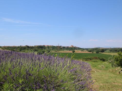 a field of purple flowers in a field at Farmhouse near Montalto di Castro beaches in Montalto di Castro
