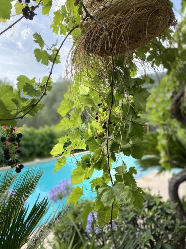 a plant with green leaves next to a river at Bastide Aïna SPA et piscine in Grasse