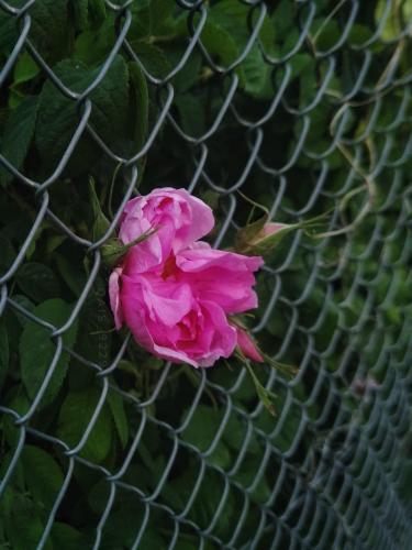 a pink rose is growing inside of a fence at ROSES HOUSE OMAN in Jabal Al Akhdar
