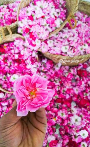a person holding a pink flower in front of a bunch of flowers at ROSES HOUSE OMAN in Jabal Al Akhdar