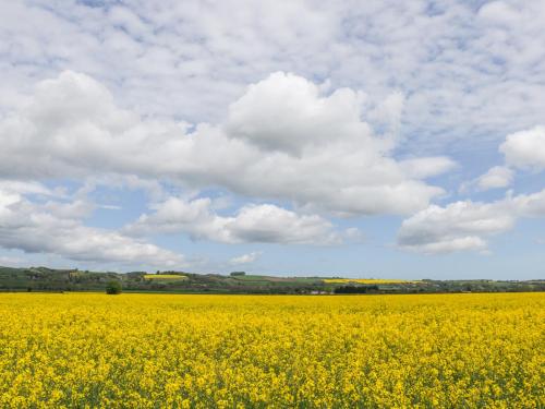 a field of yellow flowers under a cloudy sky at The Cottage in Pickering