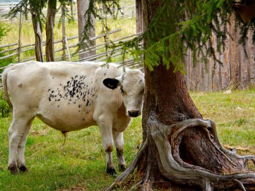 a brown and white cow standing next to a tree at Gaffelbyn - Sundsvalls Vandrarhem in Sundsvall