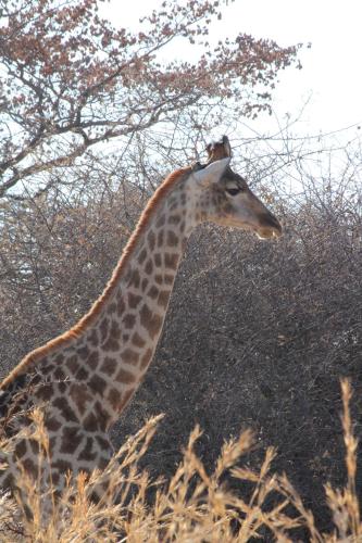 a giraffe standing in a field next to a tree at Honey Lodge in Klipdrift