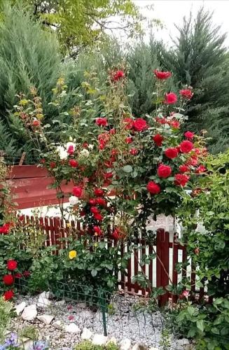 a red fence with red roses growing on it at Rózsa apartman in Odorheiu Secuiesc