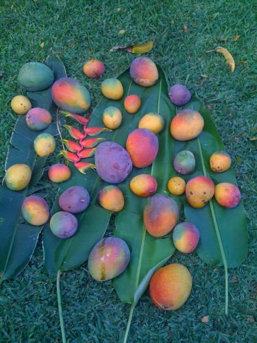 a bunch of fruit on a green leaf at Wailuku Guesthouse in Wailuku
