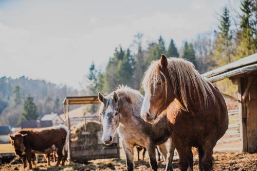 two horses and a cow standing next to a barn at Farm stay Žurej in Šentjur