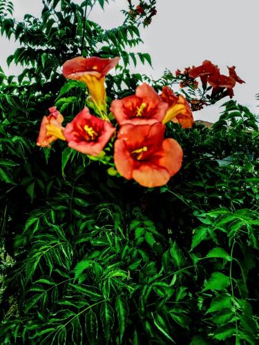 a group of red flowers on a tree at Green Vila in Sozopoli