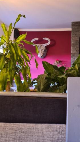 ハーレックにあるY Branwen - adult only and dog friendlyのピンクの壁のテーブルに座る植物